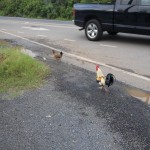 gallos y gallinas everywhere
